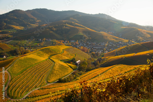 Herbstliche WEinberge in Durbach in der Ortenau