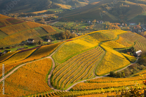 Herbstliche WEinberge in Durbach in der Ortenau