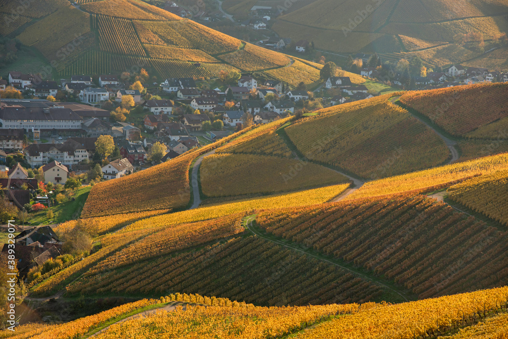 Herbstliche WEinberge in Durbach in der Ortenau