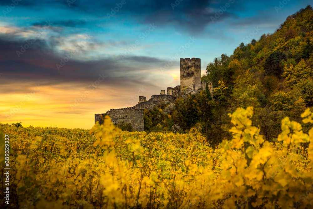 Autumn vineyards under old ruin of Hinterhaus castle in Spitz. Wachau valley. Lower Austria.