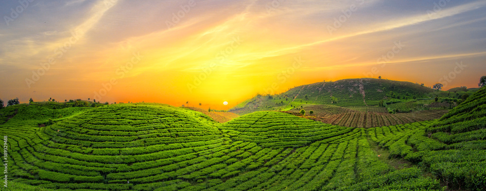 Tea Plantation at sunset