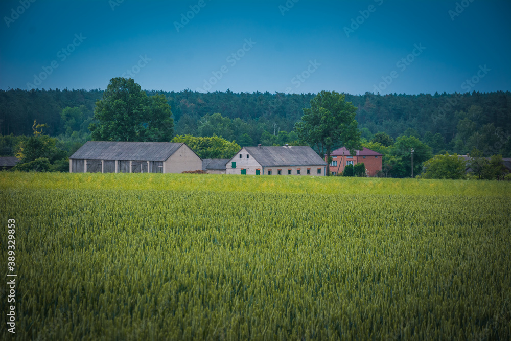 farm buildings, a barn and a cowshed, seen from a distance among wheat fields against the backdrop of a forest.
