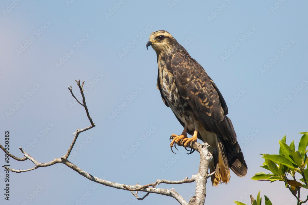 Everglade Snail Kite, Rostrhamus sociabilis plumbeus Everglade Snail Kite, Rostrhamus sociabilis plumbeus