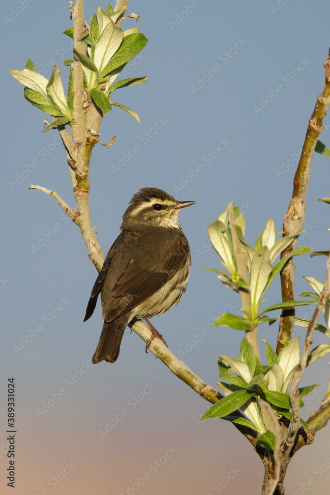 Northern Waterthrush, Parkesia noveboracensis Northern Waterthrush, Parkesia noveboracensis