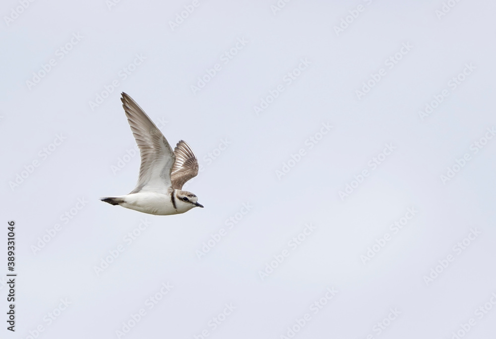 Obraz premium Kentish Plover, Charadrius alexandrinus