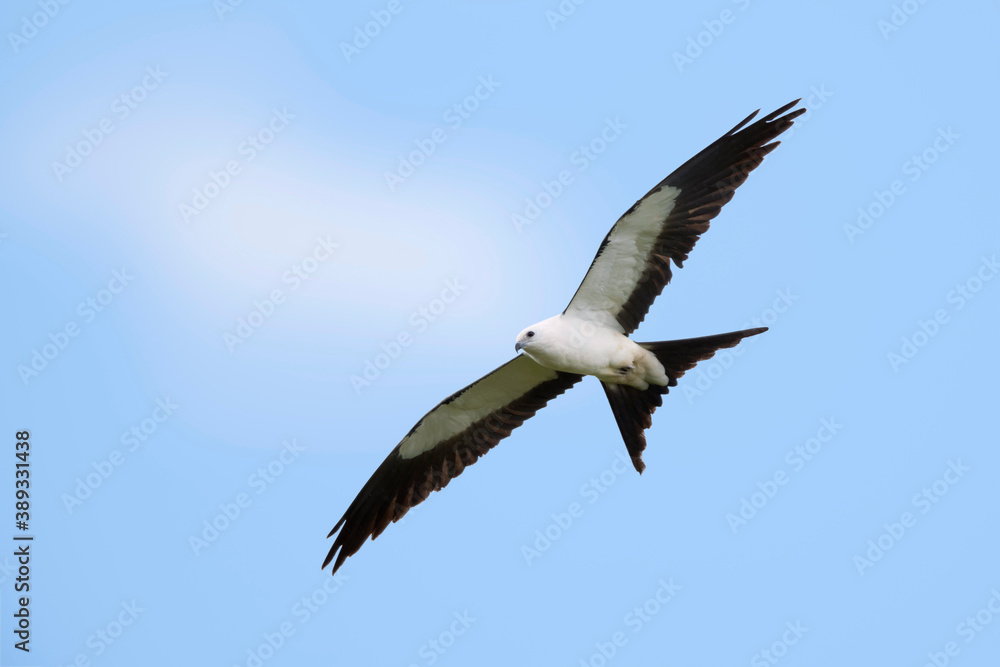 Fototapeta premium Swallow-tailed Kite, Elanoides forficatus