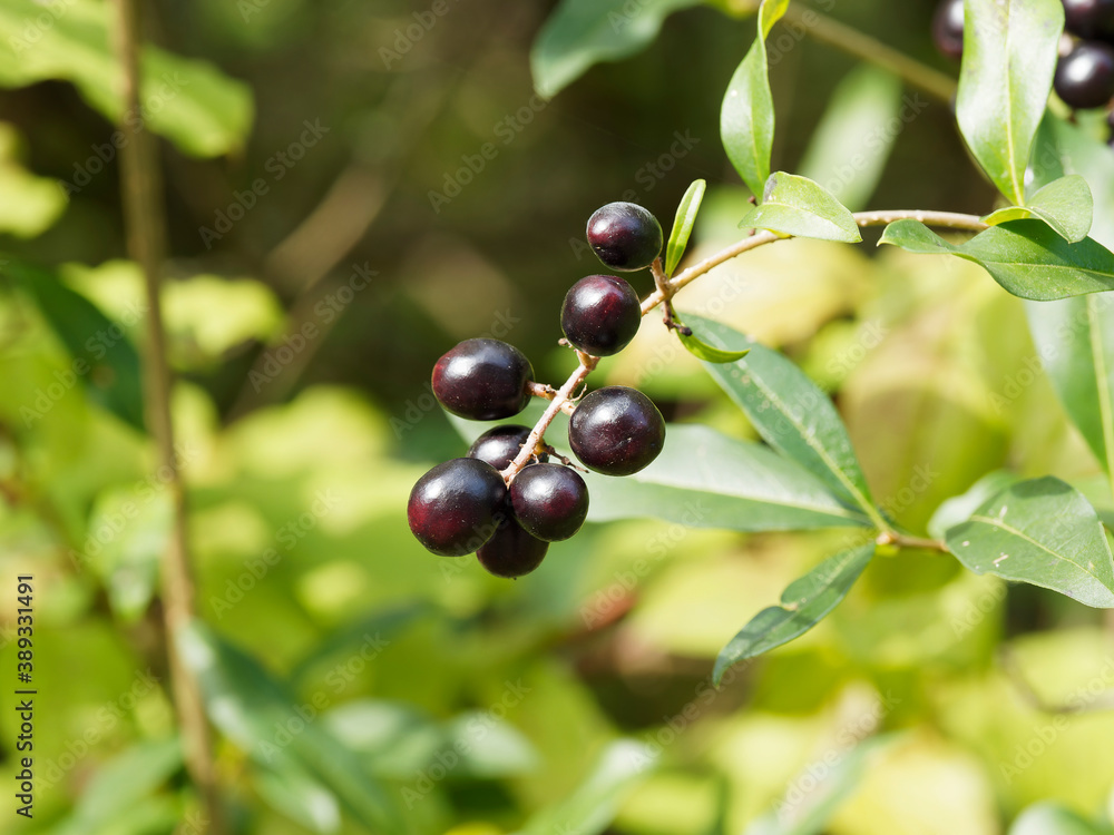 Close up on a cluster of dark purple and black berries of wild privet (Ligustrum vulgare) Close up on a cluster of dark purple and black berries of wild privet (Ligustrum vulgare)
