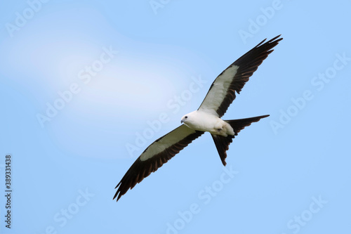 Swallow-tailed Kite  Elanoides forficatus