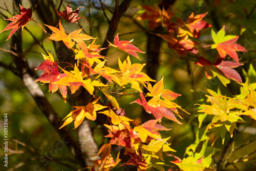 Wallpaper Mural 秋の紅葉 Torontodigital.ca