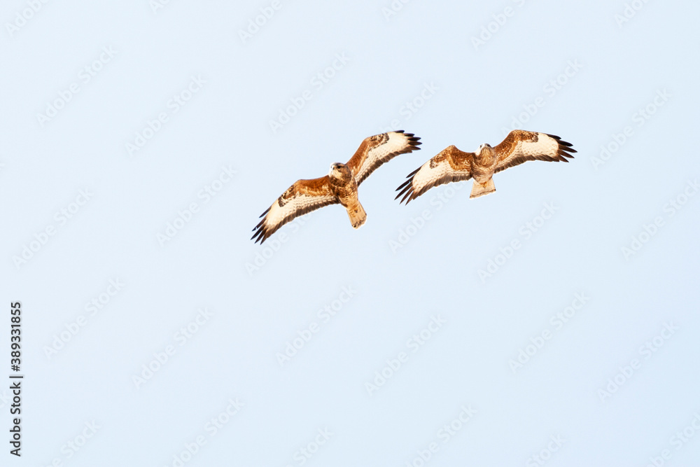 Obraz premium Steppe Buzzard, Buteo buteo vulpinus