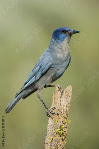 Pinyon Jay, Gymnorhinus cyanocephalus photo