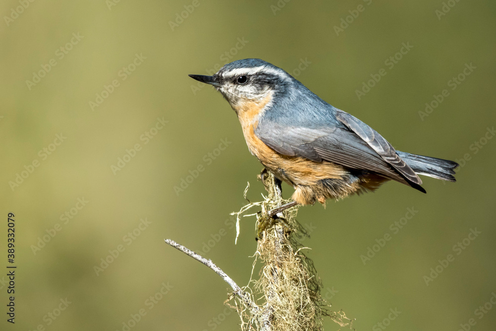 Red-breasted Nuthatch, Sitta canadensis Red-breasted Nuthatch, Sitta canadensis