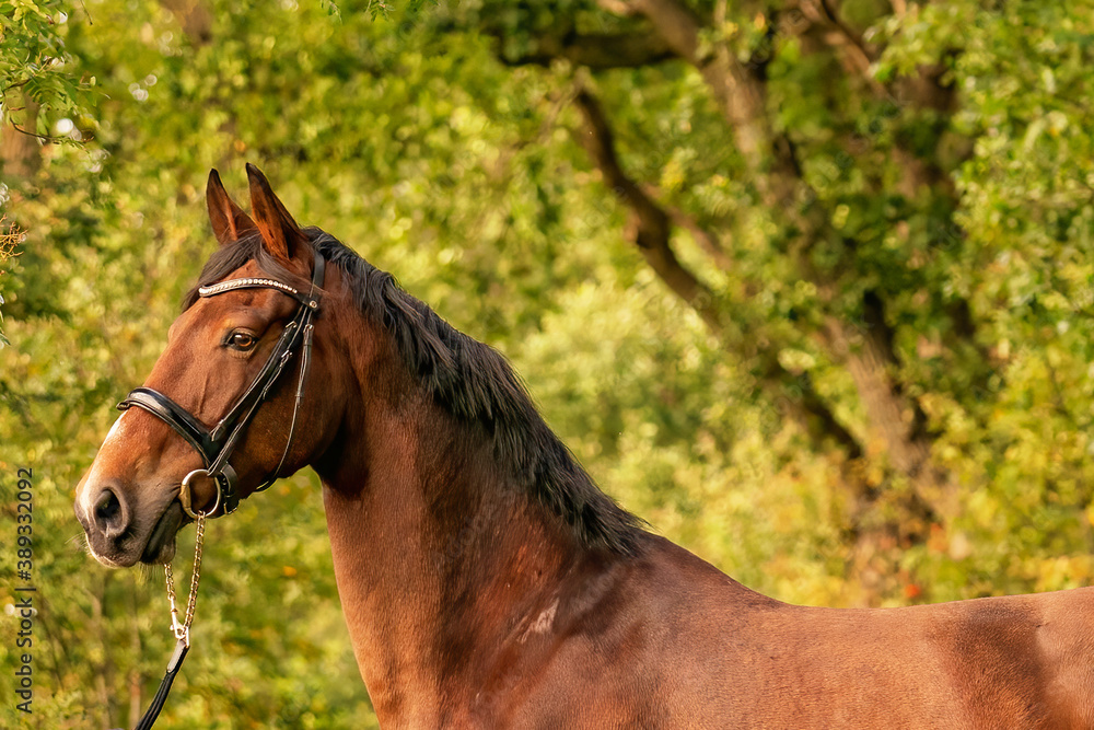 Fototapeta premium A brown horse head, in the autumn evening sun