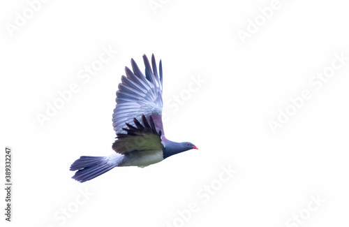 Chatham Pigeon, Hemiphaga chathamensis photo