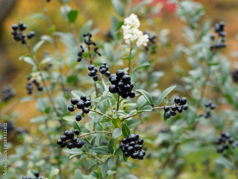 Common privet or ligustrum vulgare with stiff and erect branches under blue sky filled with glossy black berries between creamy-white flowers and shiny green leaves Common privet or ligustrum vulgare with stiff and erect branches under blue sky filled with glossy black berries between creamy-white flowers and shiny green leaves