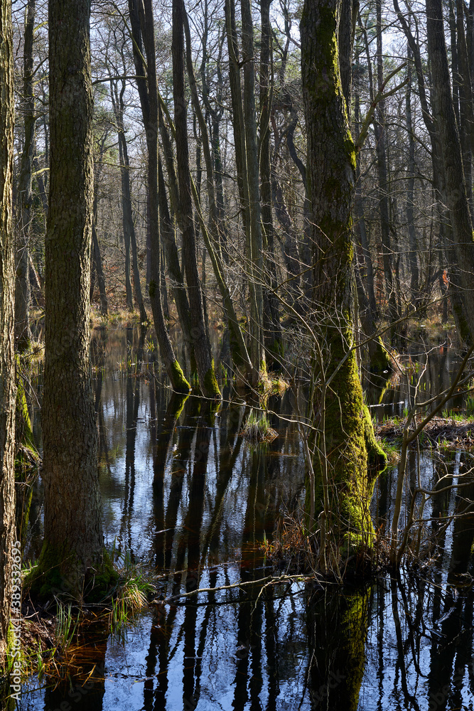 Mystischer Darßer Urwald im Frühling, Nationalpark Vorpommersche Boddenlandschaft, Mecklenburg Vorpommern, Deutschland Mystischer Darßer Urwald im Frühling, Nationalpark Vorpommersche Boddenlandschaft, Mecklenburg Vorpommern, Deutschland