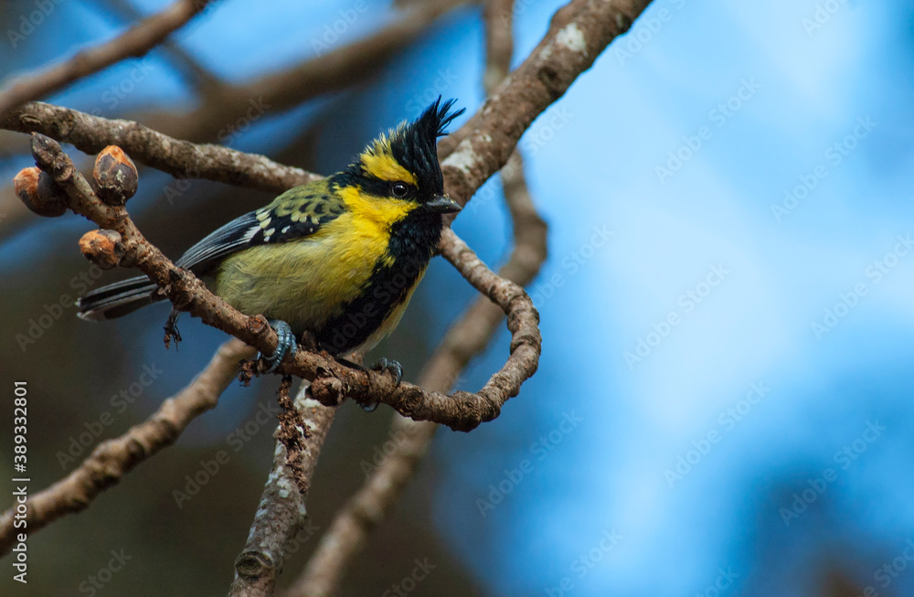 Fototapeta premium Himalayan Black-lored Tit, Machlolophus xanthogenys