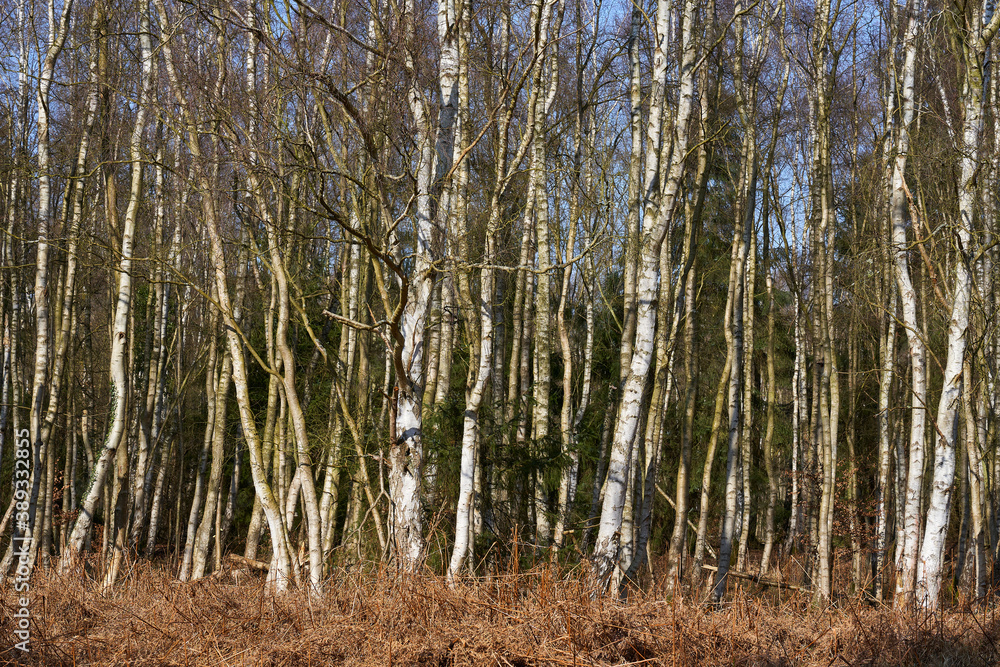 Mystischer Darßer Urwald im Frühling, Nationalpark Vorpommersche Boddenlandschaft, Mecklenburg Vorpommern, Deutschland Mystischer Darßer Urwald im Frühling, Nationalpark Vorpommersche Boddenlandschaft, Mecklenburg Vorpommern, Deutschland