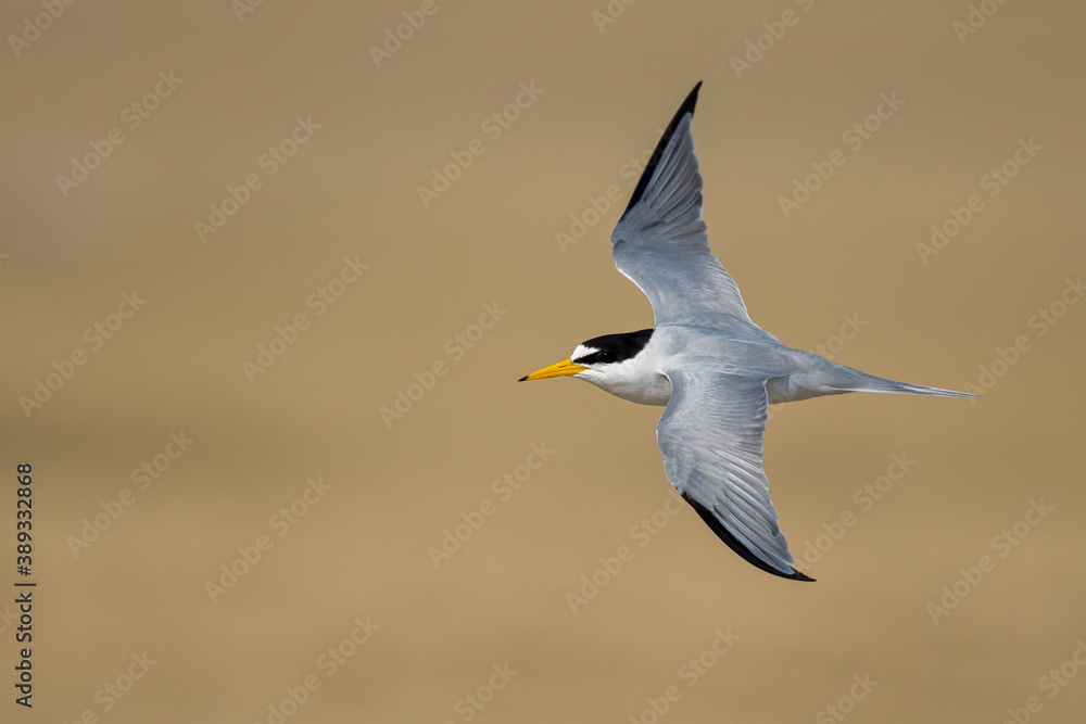 Obraz premium Least Tern, Sternula antillarum
