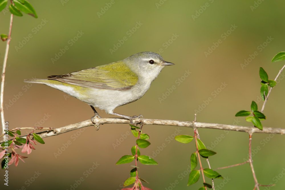 Tennessee Warbler, Leiothlypis peregrina Tennessee Warbler, Leiothlypis peregrina