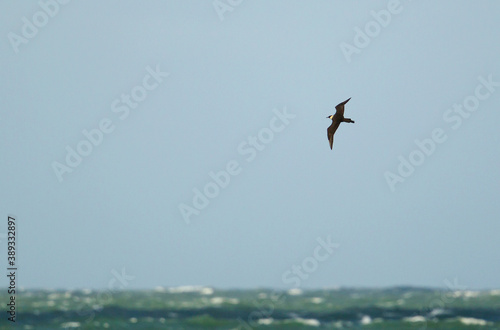 Pomarine Skua  Stercorarius pomarinus