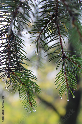 Raindrops on needles, autumn, cold, damp