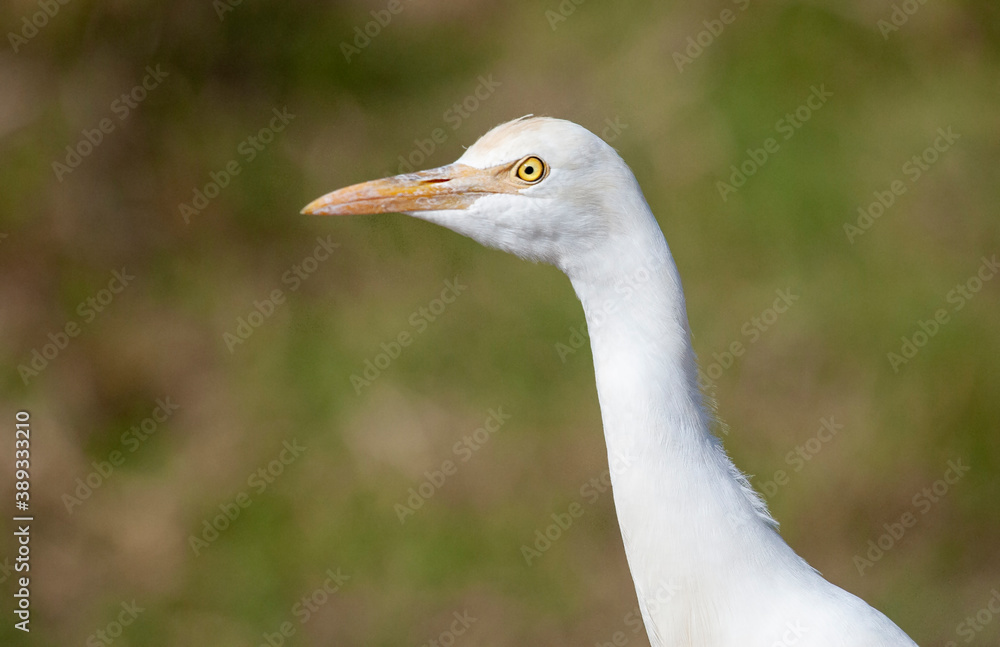 Eastern Cattle Egret, Bubulcus coromandus Eastern Cattle Egret, Bubulcus coromandus