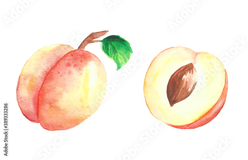 Hand drawn watercolor apricot with texturewith half of it with seed and leaf  isolated on white background photo