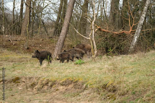 Wild boar with cute piglets are looking for food in the forest © Dasya - Dasya