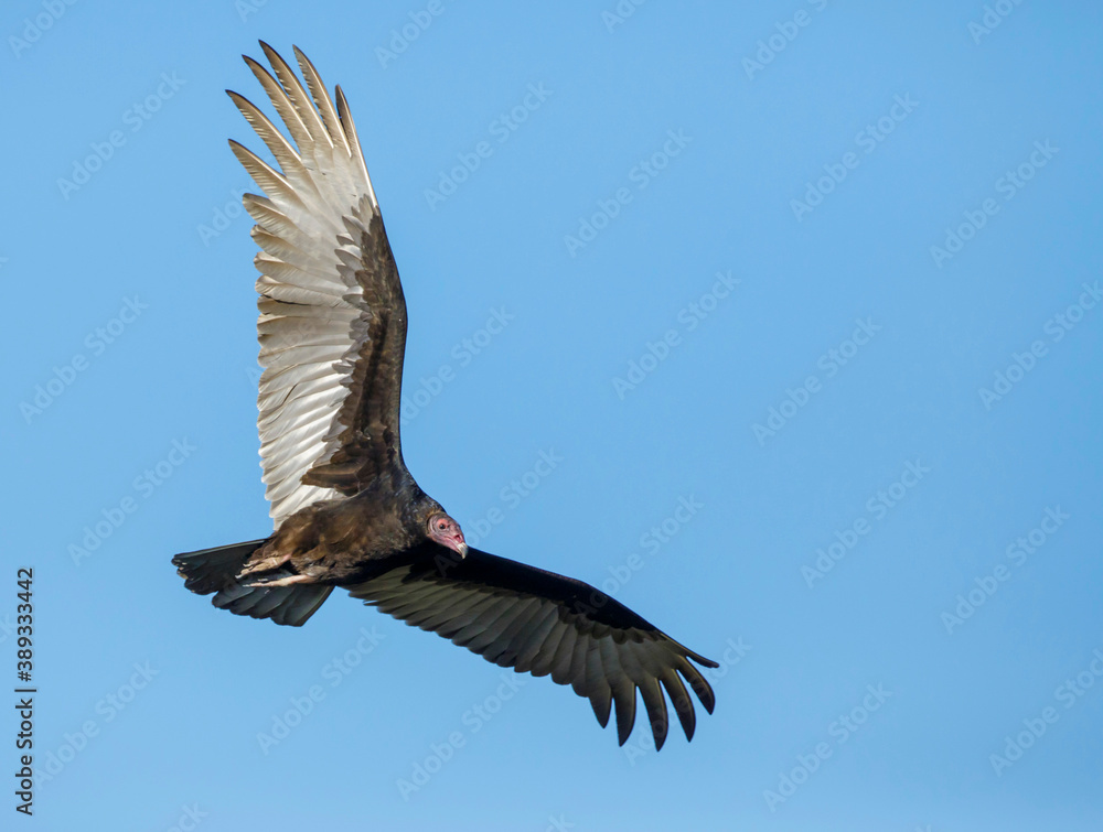 Fototapeta premium Turkey Vulture, Cathartes aura
