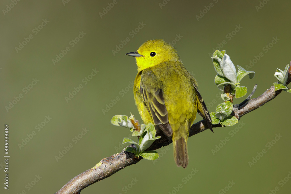 Obraz premium Yellow Warbler, Setophaga aestiva