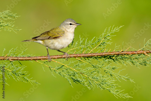 Tennessee Warbler, Leiothlypis peregrina photo