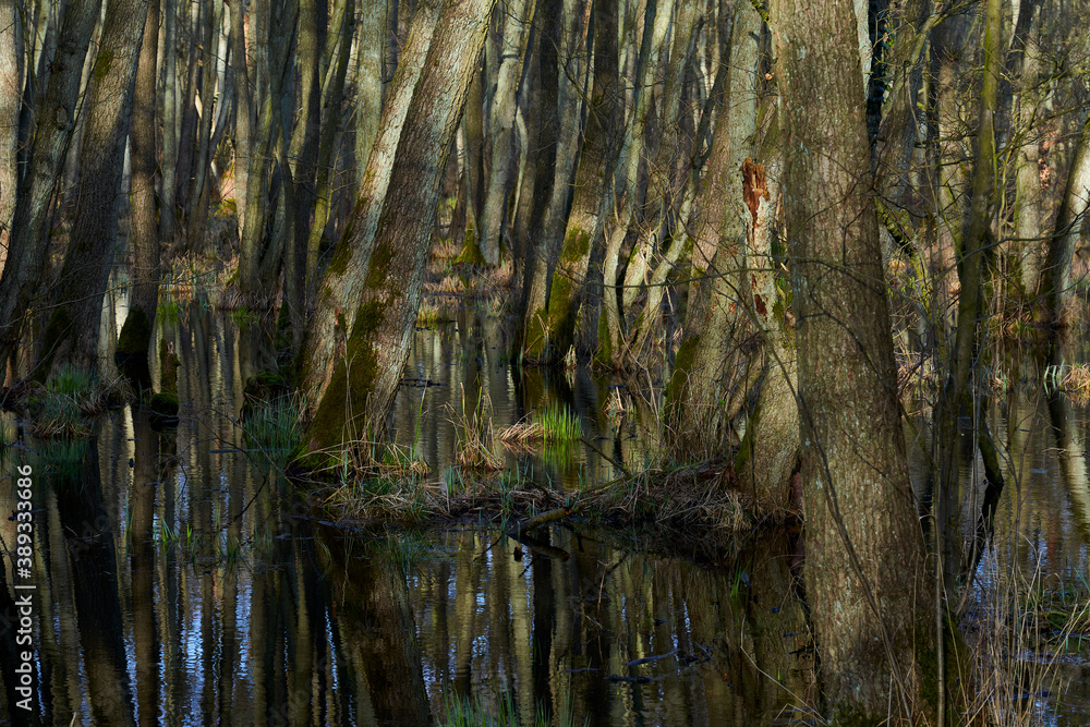 Mystischer Darßer Urwald im Frühling, Nationalpark Vorpommersche Boddenlandschaft, Mecklenburg Vorpommern, Deutschland Mystischer Darßer Urwald im Frühling, Nationalpark Vorpommersche Boddenlandschaft, Mecklenburg Vorpommern, Deutschland