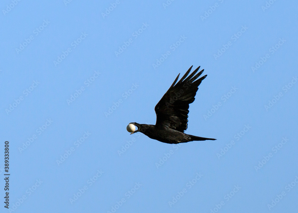 Common Raven, Corvus corax Common Raven, Corvus corax