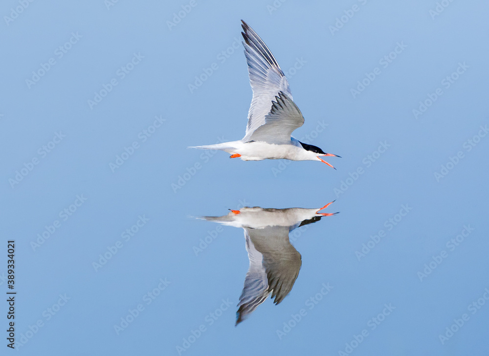 Obraz premium Common Tern, Sterna hirundo