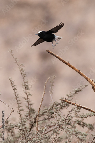 White-crowned Wheatear, Oenanthe leucopyga