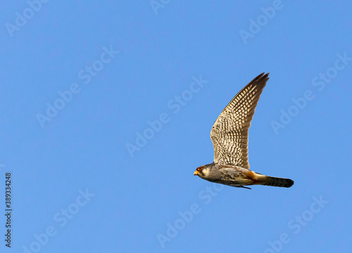 Amur Falcon, Falco amurensis photo