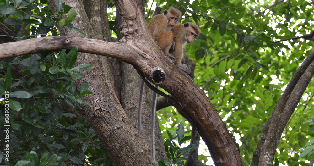 Pareja de macacos de Sri Lanka sobre el tronco en Dambulla Pareja de macacos de Sri Lanka sobre el tronco en Dambulla