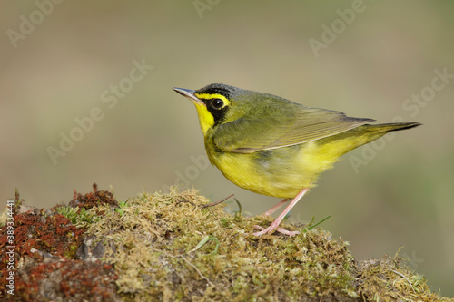 Kentucky Warbler, Geothlypis formosa photo