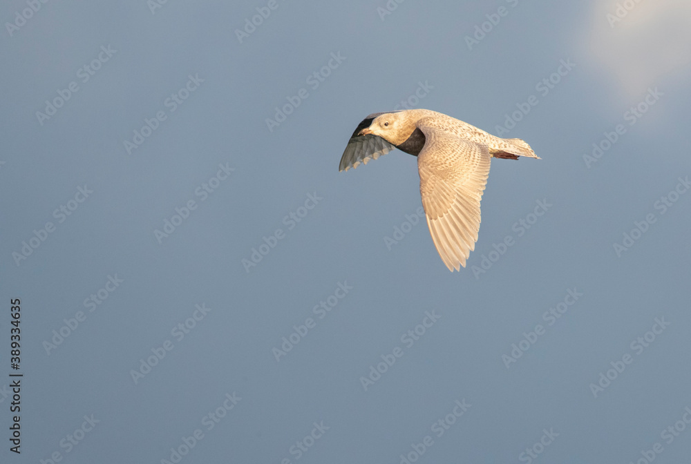 Obraz premium Iceland Gull, Larus glaucoides