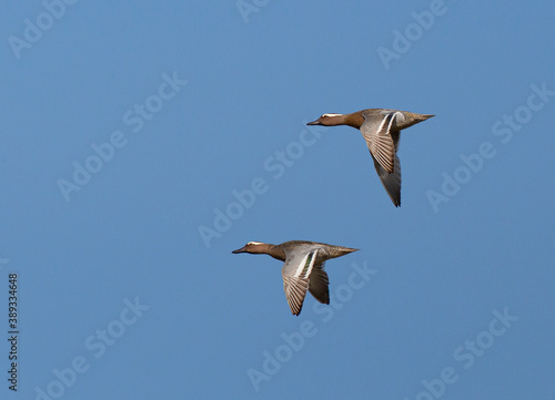 Garganey, Anas querquedula