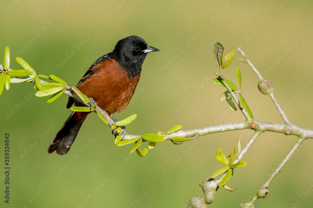 Orchard Oriole, Icterus spurius Orchard Oriole, Icterus spurius
