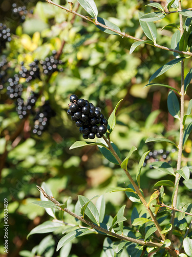 (Ligustrum vulgare) Wild privet shrub with clusters of ripe black berries on stems with shiny green leafage