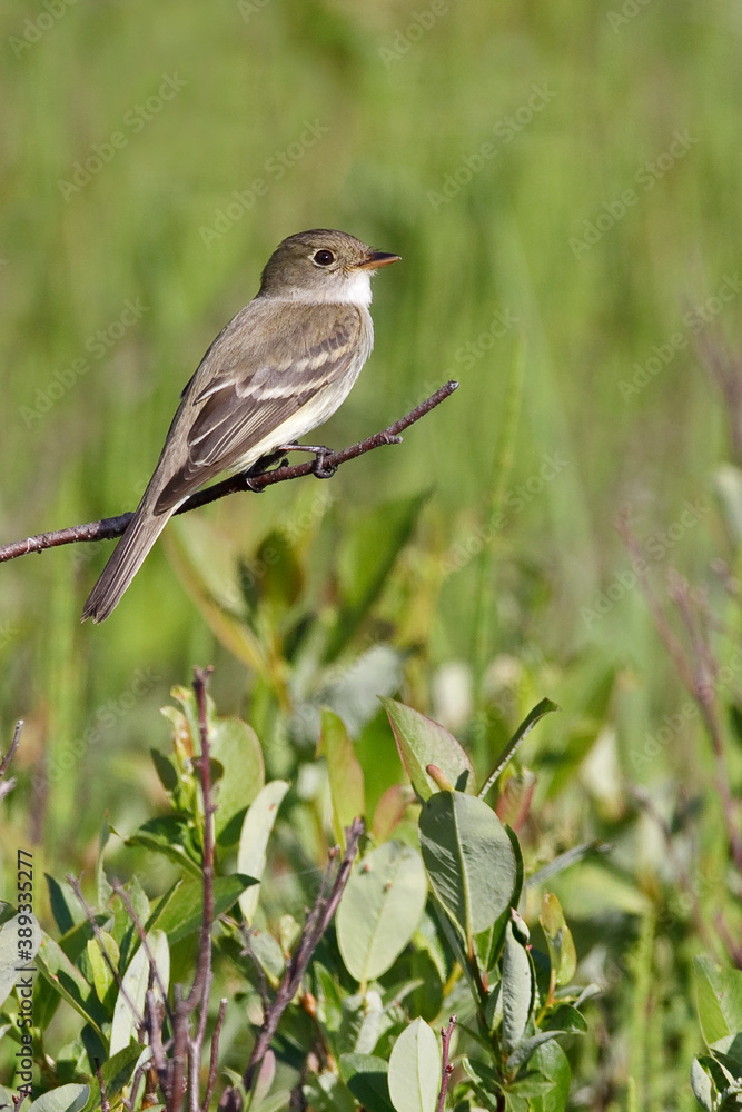 Alder Flycatcher, Empidonax alnorum Alder Flycatcher, Empidonax alnorum