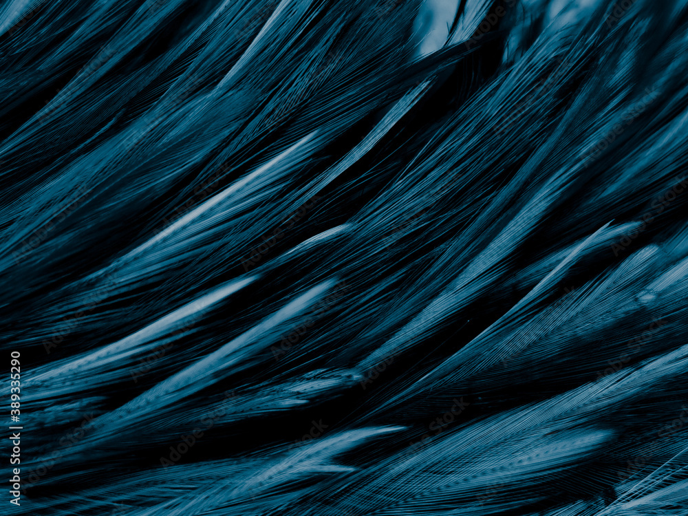 Beautiful abstract blue feathers on dark background and black feather  texture on blue pattern and blue background, feather wallpaper, blue  banners, love theme, valentines day Stock Photo | Adobe Stock