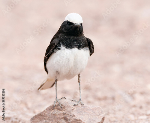 Monnikstapuit, Hooded Wheatear, Oenanthe monacha photo