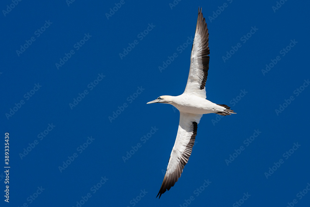 Obraz premium Cape Gannet, Morus capensis