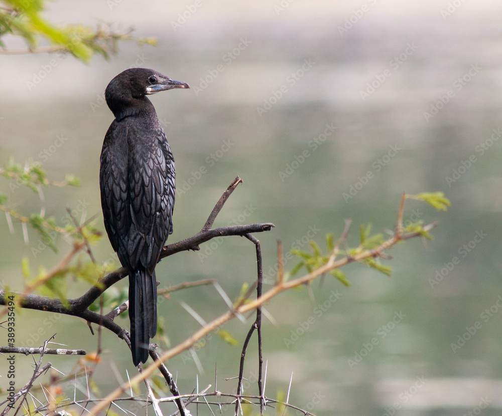 Little Cormorant, Microcarbo niger Little Cormorant, Microcarbo niger