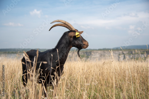 cabra negra salvaje mirando hacia un lado en un campo de hierba seca y cielo azul photo