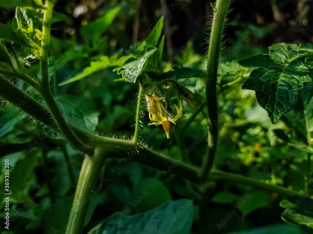 Obraz premium Tomato plants belong to the plant group known as flowering plants or angiosperms. The tomato plant reproduces sexually, meaning that it requires both female and male organs to produce seeds.
